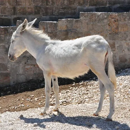 Séjour à la ferme Masseria Le Terrazze Di *