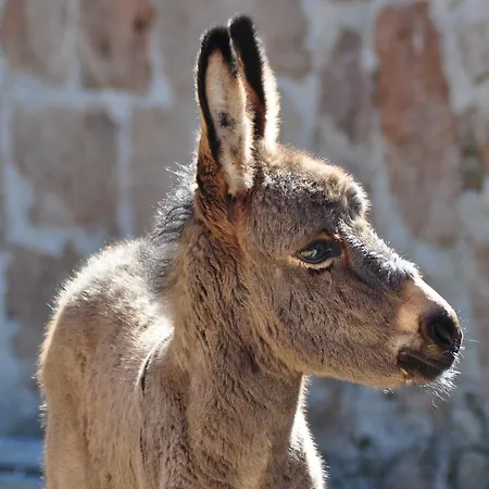 Masseria Le Terrazze Di Alojamento de Turismo Rural