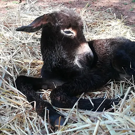 Masseria Le Terrazze Di *