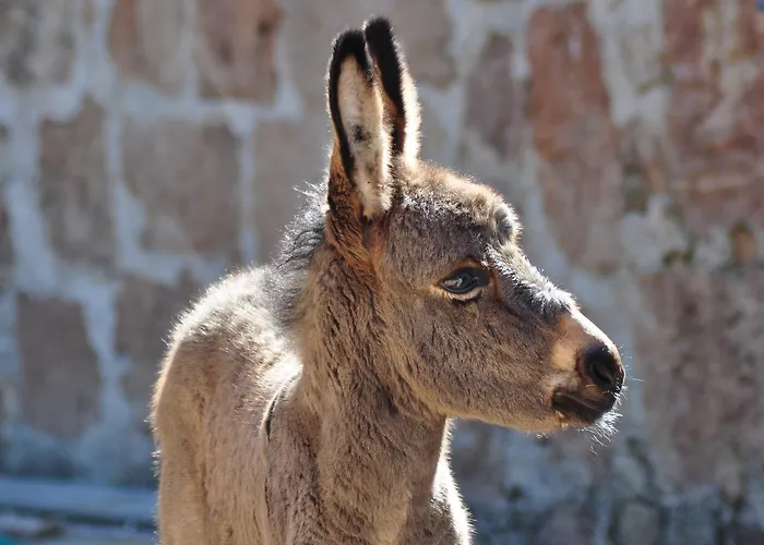 Masseria Le Terrazze Di Farm stay