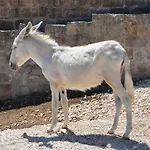 Alloggio per agriturismo Masseria Le Terrazze Di *