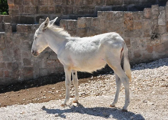 مزرعة للإقامة Masseria Le Terrazze Di *