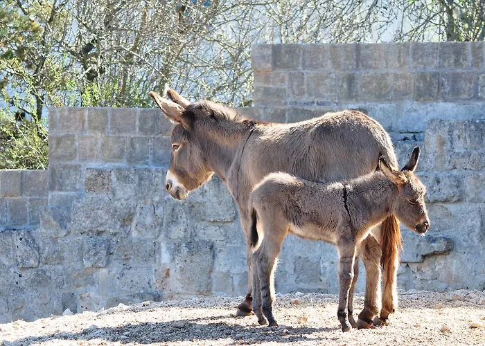 Masseria Le Terrazze Di مزرعة للإقامة Serranova